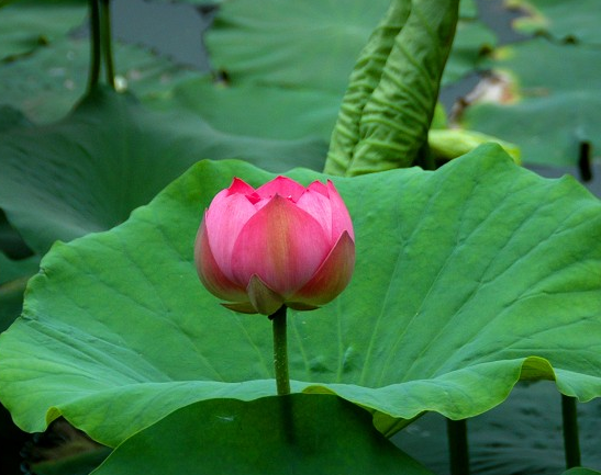 桃花朵朵开|8月中旬，鸿运当头，4属相桃花朵朵开，喜事自然来，日子风光