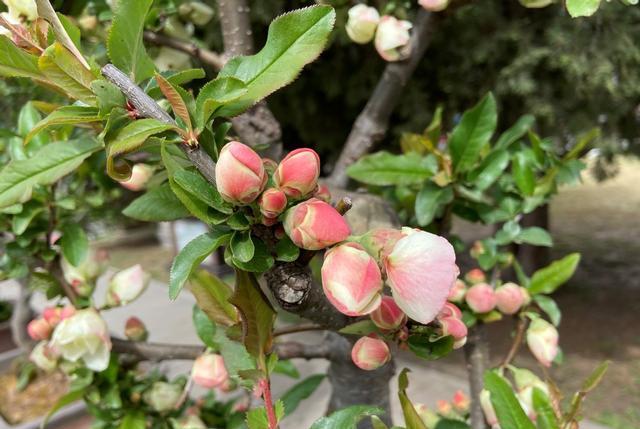 小小旅行端 陶然亭海棠：只恐夜深花睡去