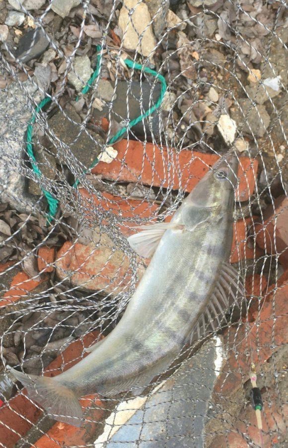 山东省|凶猛梭鲈鱼入侵山东多地，临沂钓鱼人：钓了几条，以为是鳜鱼