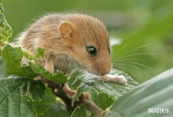 瞬间快乐|属鼠的人生在几月，2021年机遇降临，勇往直前，工作一帆风顺
