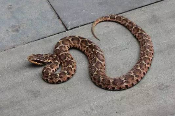 眼镜王蛇 眼镜王蛇真的能在五分钟内毒死人？被蛇咬伤怎么办？又该如何自救