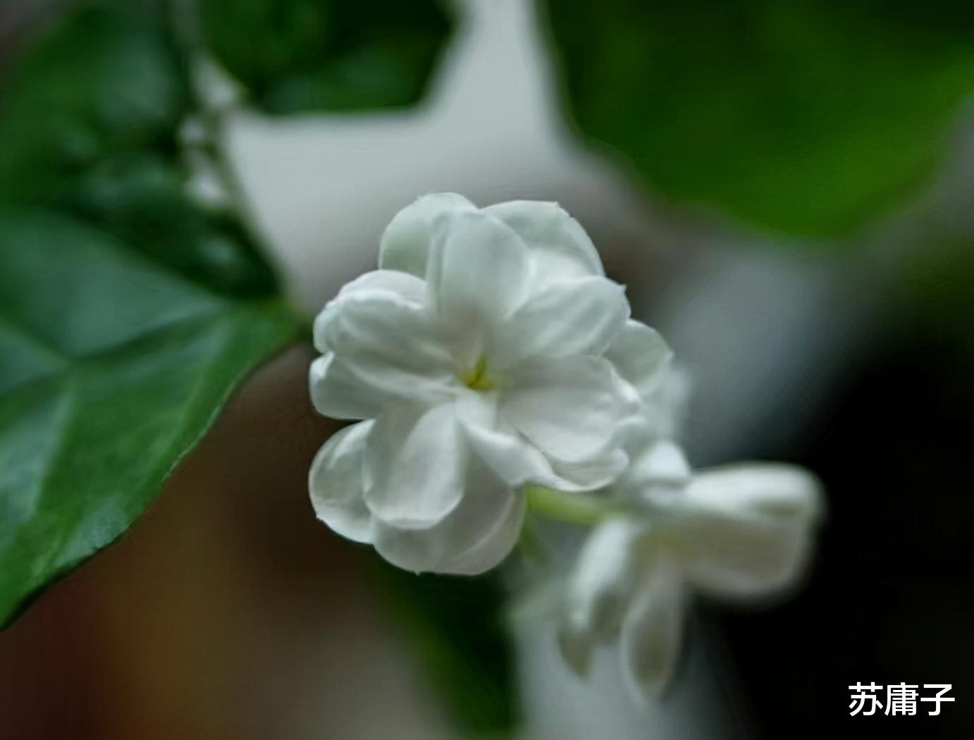 苏庸子 爱上有家室的人,牢记这3个忠告,结局才会美好