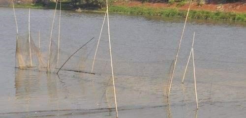 花鲢|300斤的鳙鱼,400斤的青鱼,“四大家鱼”到底能长多大?