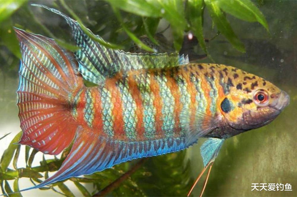 |这鱼当年河沟、稻田中常见，现在难得一见，甚至沦落成饲料鱼
