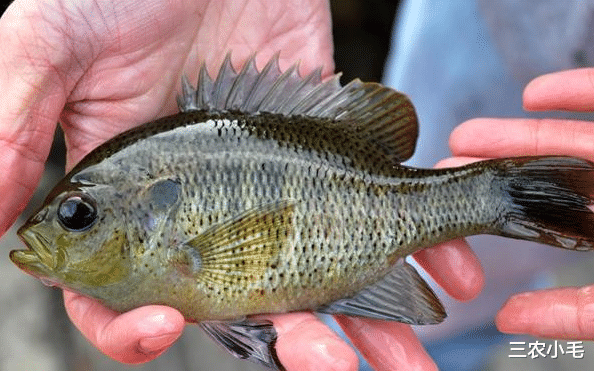 太阳鱼 太阳鱼入侵南方多地，比罗非鱼更厉害，却有致命弱点：刺少肉嫩