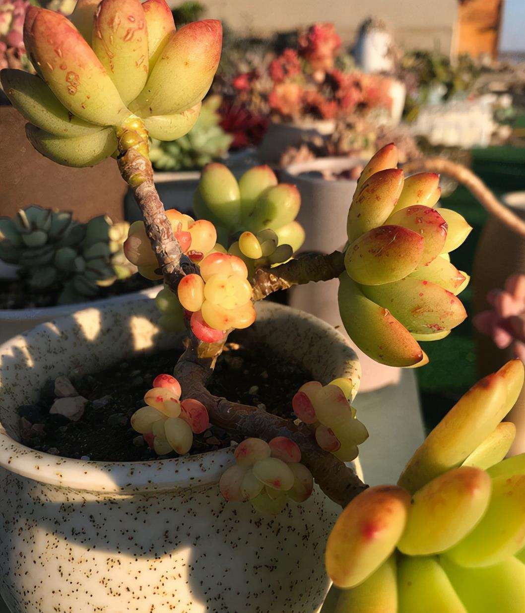 植萌|春萌不但小巧可爱，易养，还能培养成悬挂的老桩