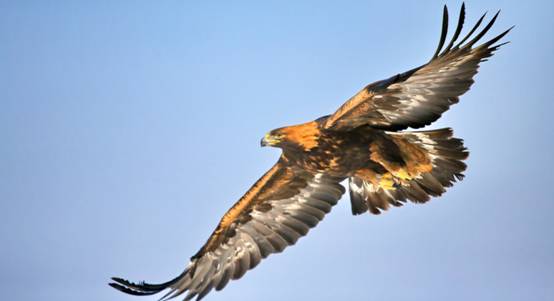 蔡文泉|“鸟中霸王”落难内蒙古,身体虚弱翅膀有伤,什么动物敢伤金雕?