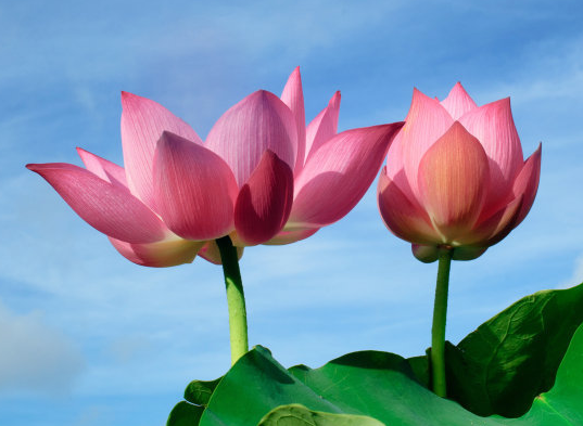 星临天下|9月上旬，4属相吉星庇佑，财源广进，日子顺风顺水