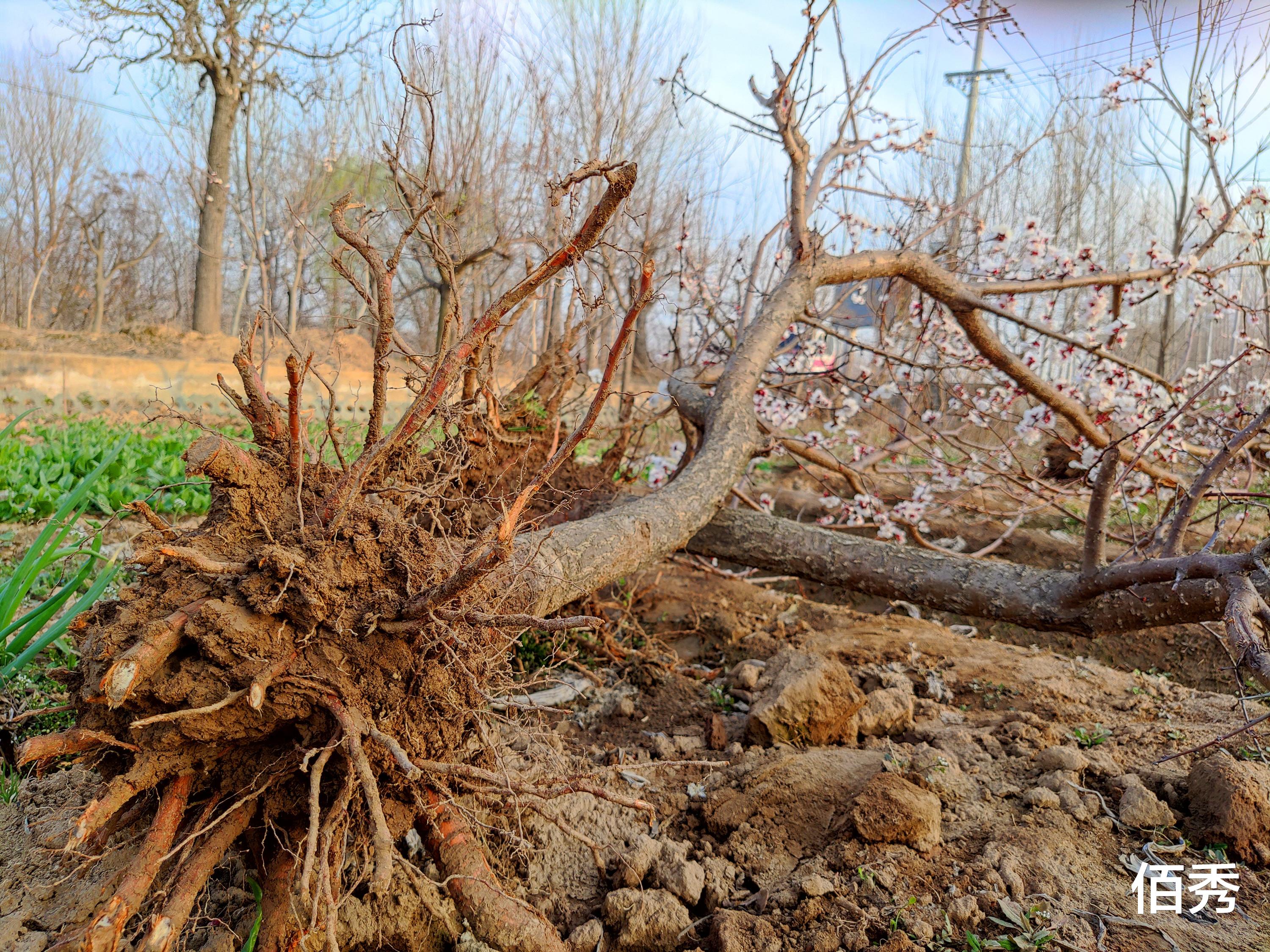 佰秀 农村大叔培育果树苗，坚持10年不涨价，比肩山东拉面哥