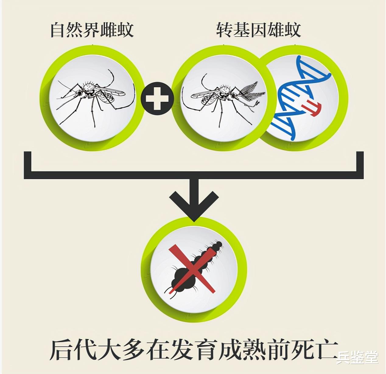 靠谱吗?美国释放数亿只转基因蚊来灭蚊,被斥责在搞“疯狂科学”