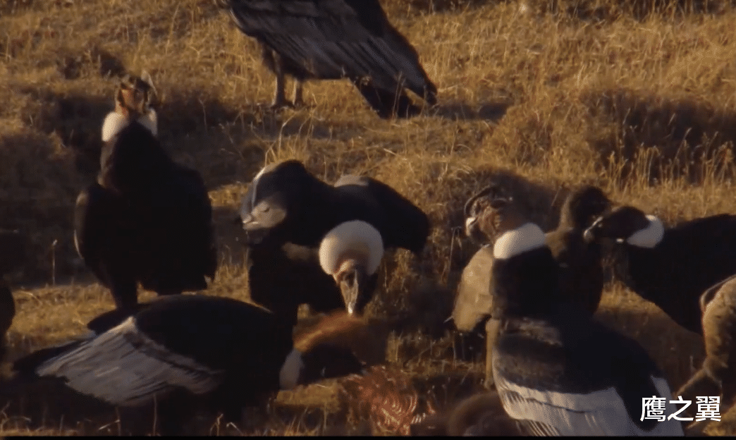 秃鹫|美洲母猎杀3倍体重的羊驼，10秒钟拿下猎物，爆发力着实恐怖！