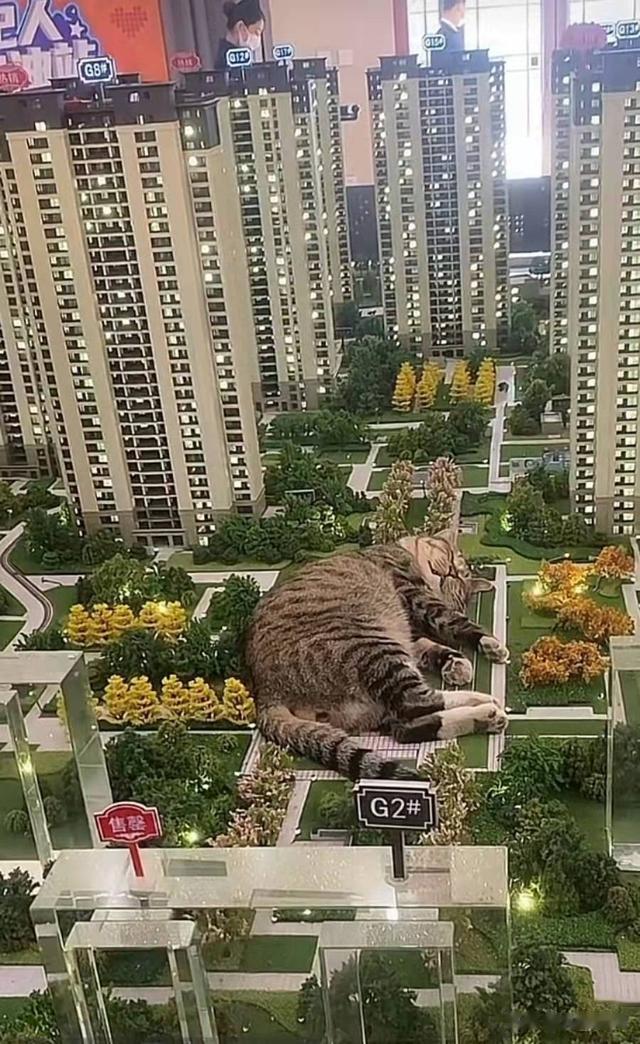 房价|沈阳一猫躺沙盘里睡觉走红，售楼处：公司特色，猫太重压坏过模型