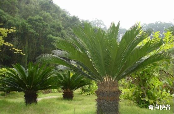 苏铁 地球上最孤独的雄性生物，独自活了125年，却永远找不到“女朋友”