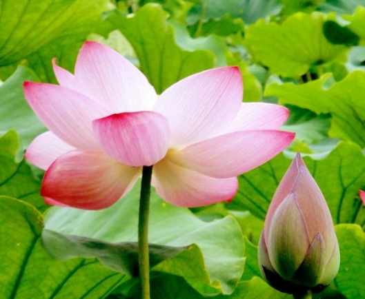 运势|未来一个月，喜鹊报喜，4属相旺财旺运旺不停，日子风生水起