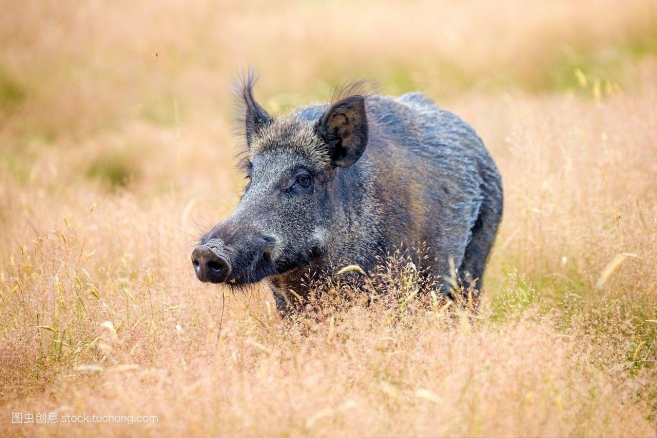野猪 古话总说猪是蛇的“克星”？有什么科学依据吗？专家：看完就懂了
