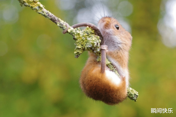 生肖|惹不起的生肖鸡、生肖鼠、生肖鼠，2021年大展宏图，事业旺翻天