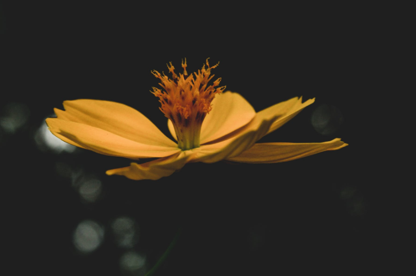 生肖|6月，机遇与时运并存，3大生肖解除忧虑，咸鱼翻身，事业旗开得胜