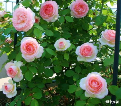 一起来宠花 家门口的菜园子，闺蜜打造成小花园，开出花海做法高级