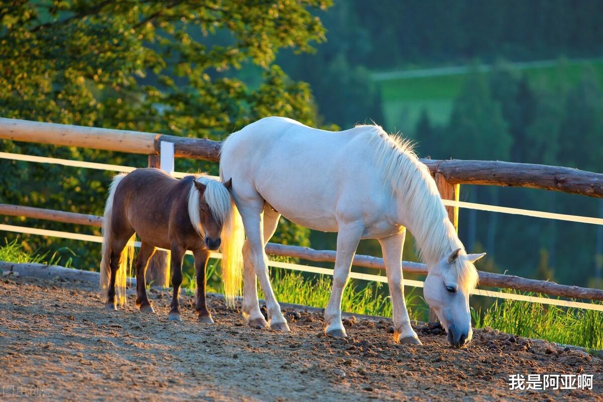 我是阿亚啊|生活，如果没有轰轰烈烈，那就安安心心，不是不追求，只是不强求