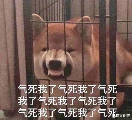 情感文化流 一男子放任自家狗咬死流浪猫，路人劝阻被回怼：它又不是你的猫