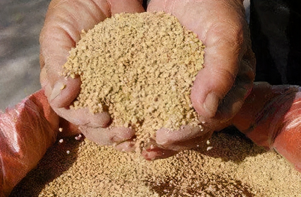 |价格实惠成本低,小鸡饲料拿来钓鱼,不妨试试这三个配方