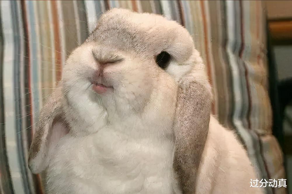 Nature|全球最胖的10个动物，美国出现500公斤的狮虎兽，打破吉尼斯纪录