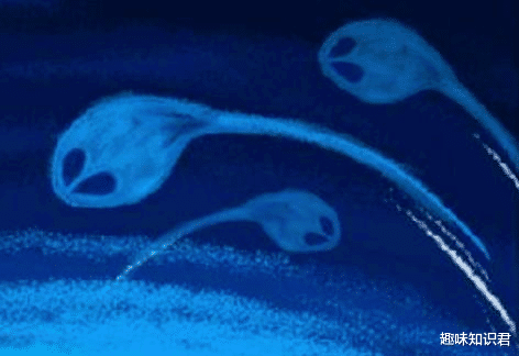 黄鼠狼 趣味冷知识分享（三十二）快来一起涨知识！