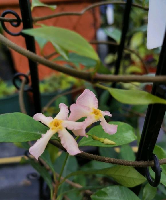 向阳园艺|开花很香的风车茉莉花，种在盆里也能爆开，阳台党必备花卉