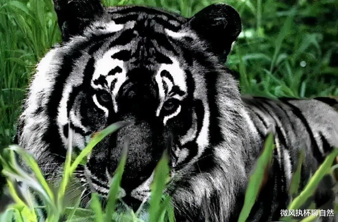 我国境内野外消失或者永久消失的30种野生动物,大多数只剩下图像