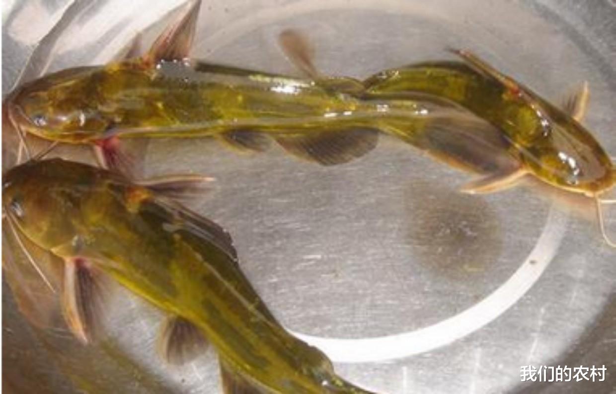 猪肝|黄辣丁(黄骨鱼)这样钓,一晚可以钓上百条,关键一步在这里