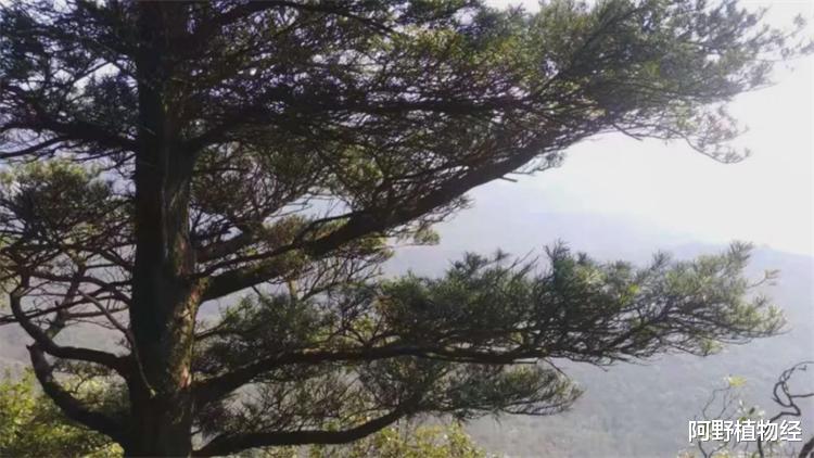 植物活化石有哪几种?全世界约200多种,中国特有8大活化石树种