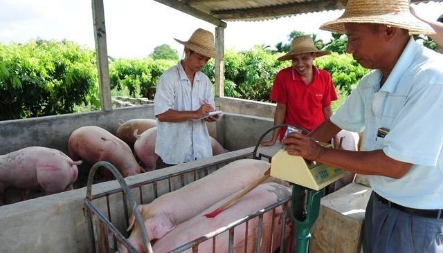 破产 现在我那里生猪300斤以下价格7元至8元每斤，养猪人宣布破产？