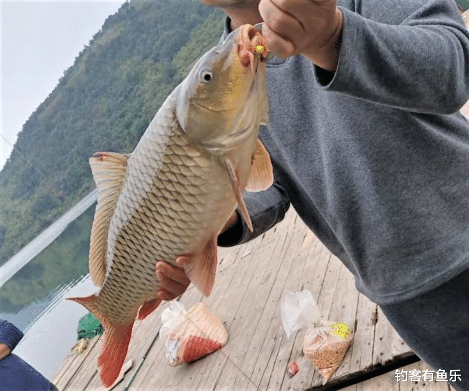 |钓鲤鱼如何调漂？鲤鱼为什么算不上家鱼？