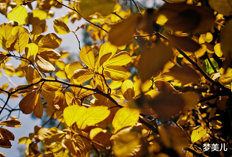 梦美儿 中年出轨悲哀