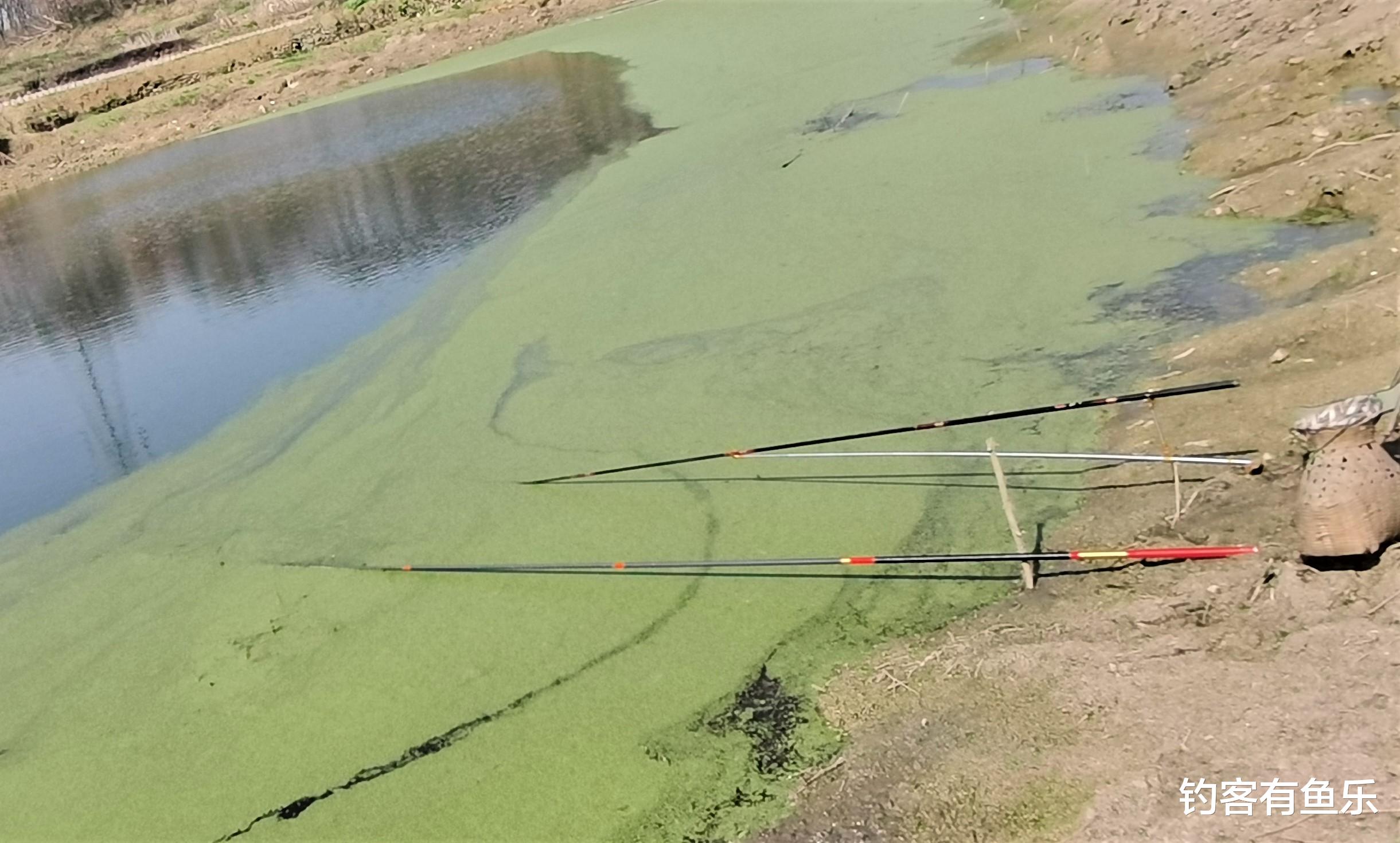 青苔|?都说青苔多的地方难钓鱼，熟悉这几点，青苔也能钓上鱼