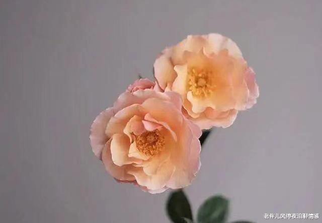 老伴儿风停夜泊聊情感 “老人赡养问题，撕开了年轻人，最后一块遮羞布”