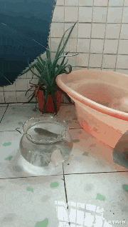 分宜|姑娘草率了,镜片里的反射早就被大家看得一清二楚