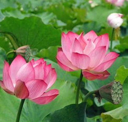 星临天下 10月下旬,4属相吉星伴身,事业进步,机遇不断,生活一顺百顺