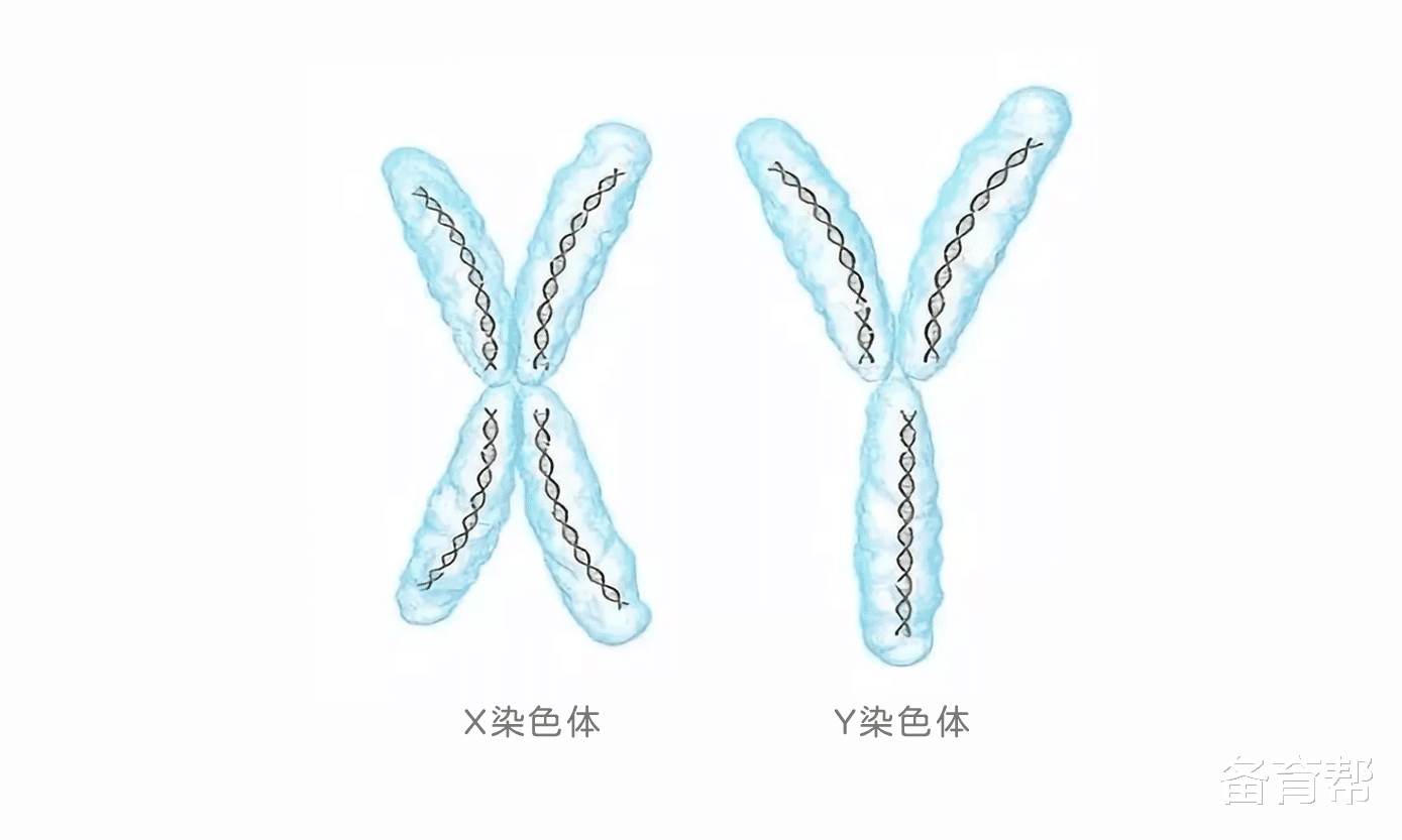 备育帮|婆婆让多吃碱性食物生男孩，决定生男生女，真的靠体质吗？