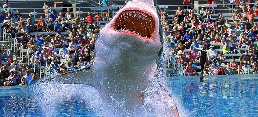 水族馆为啥没有大白鲨?最长圈养记录198天,咬死俩鲨鱼后被释放