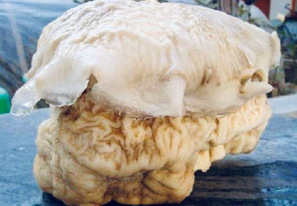 科学家 我们常说的太岁到底是什么？中国科学家用仪器揭开太岁的谜团