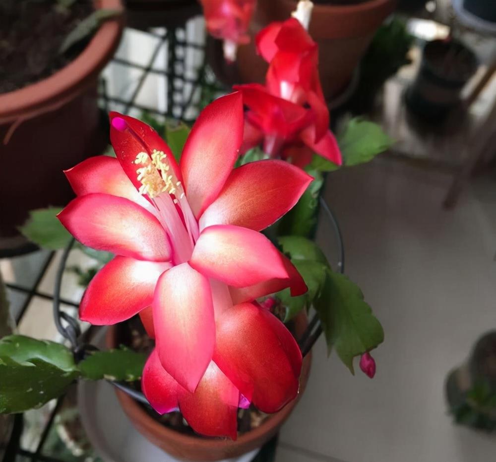 京跃伟哥|海南发现一户阳台！满满的田园气息，真想搬进去住上十天半个月！