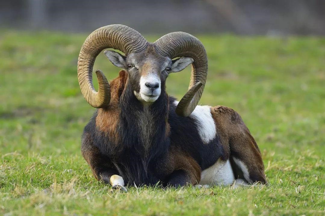 驯鹿|被自己“杀”死的动物，牙长太长戳穿自己脑壳，既心酸又好笑