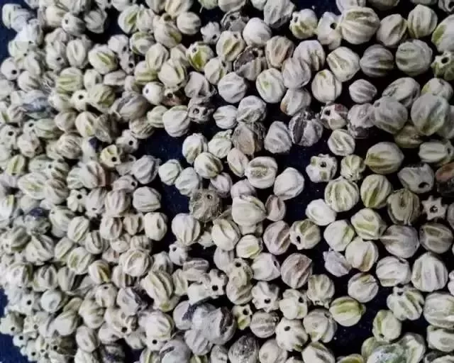 菩提|这种菩提最耐造，竟然一年四季都能盘！