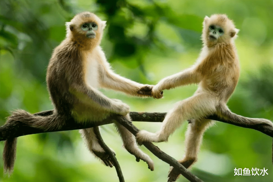 金牛座|2021年岁次辛丑年,属猴的朋友,大展鹏途