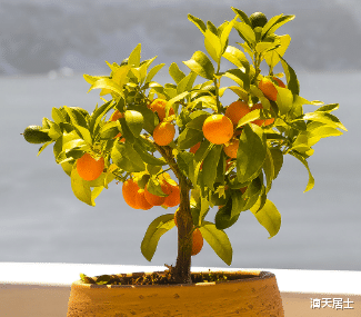 滴天居士|盘点那些有利财运的绿植，你买对了嘛