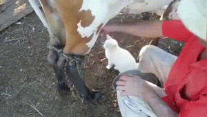 王思聪|神回复：如果你捡到王思聪的狗，怎么做到利益最大化？神评论绝了