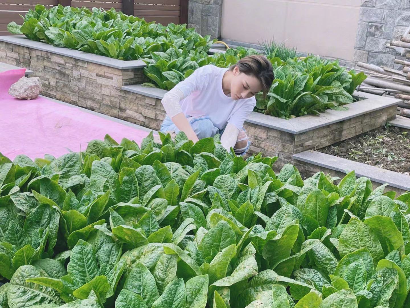 张馨予|张馨予在家种菜摘菜，又把菜做好端上饭桌，老公跟女儿太幸福了