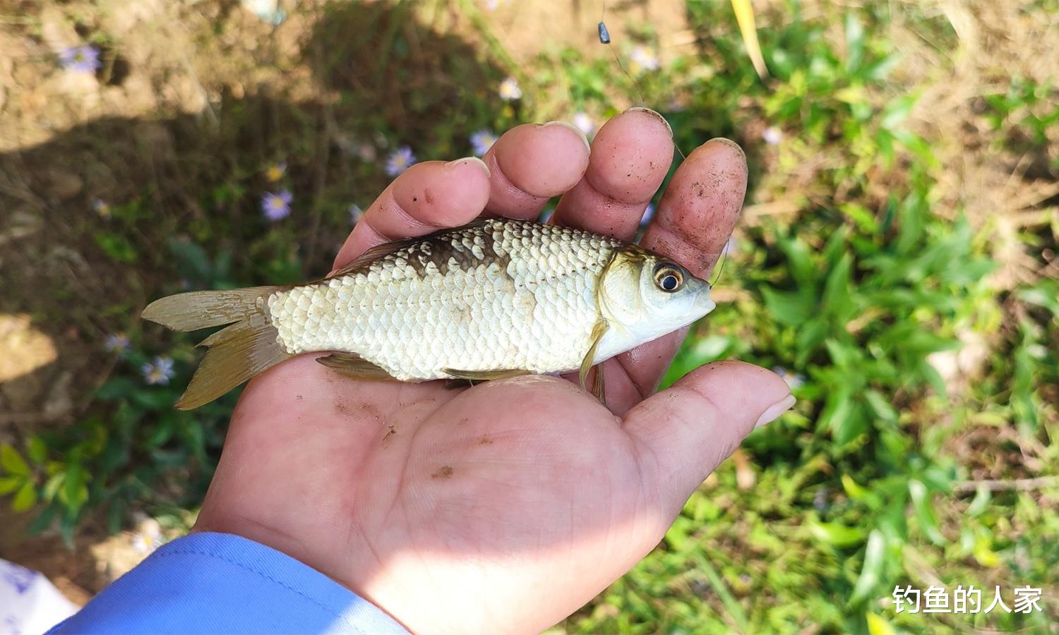 饵料|河沟草洞钓鱼，野钓20多条鲫鱼，熬汤绝对是上等的补品