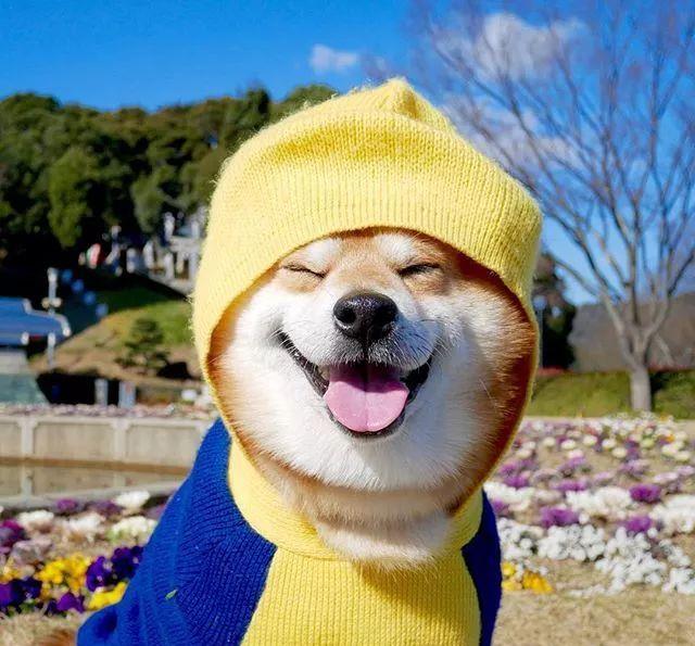 蔡宏志聊时尚 日本网友告诉你，在家里养了一只可可爱爱的萌宠，是一种什么体验